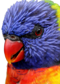 parrot, bird, feather, tropical, animal, close up, nature, exotic, wildlife, coloured, tropical bird, lorikeet, colorful, beak, trichoglossus rainbow, lori, cute, multicoloured, red, plumage, curved beak, head, eye, green, blue, isolated, parrot, parrot, parrot, parrot, parrot, tropical bird, lorikeet, lorikeet